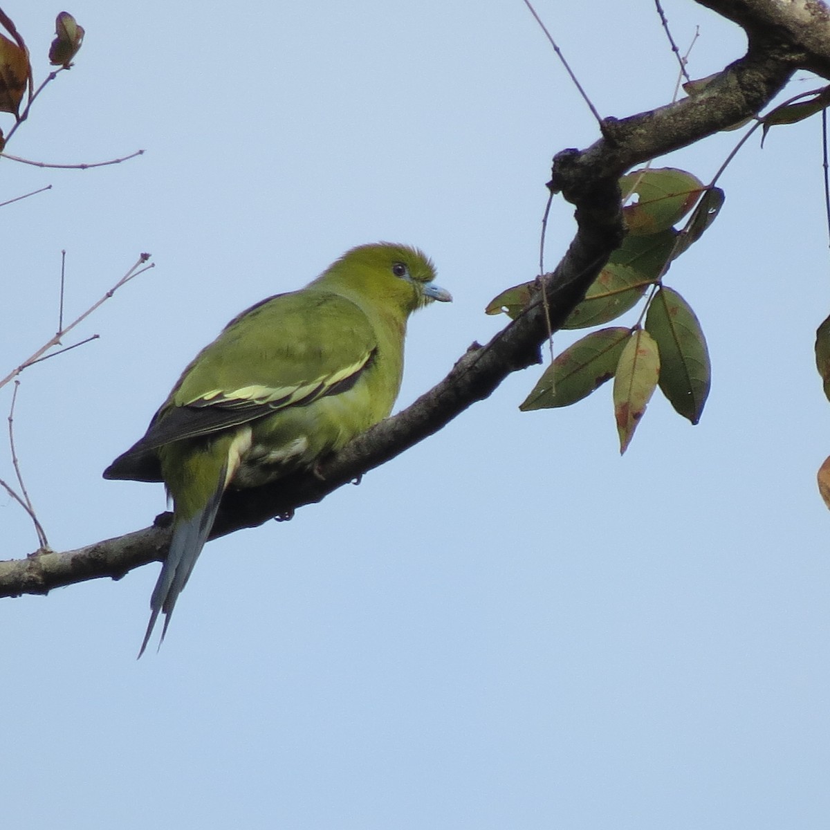 Pin-tailed Green-Pigeon - ML157109091