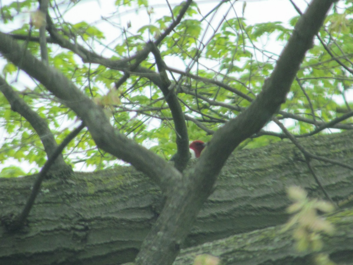 Red-headed Woodpecker - Susan Carpenter