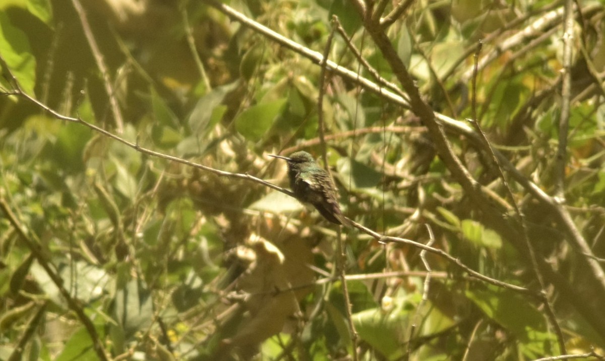 kolibřík mexický - ML157113121