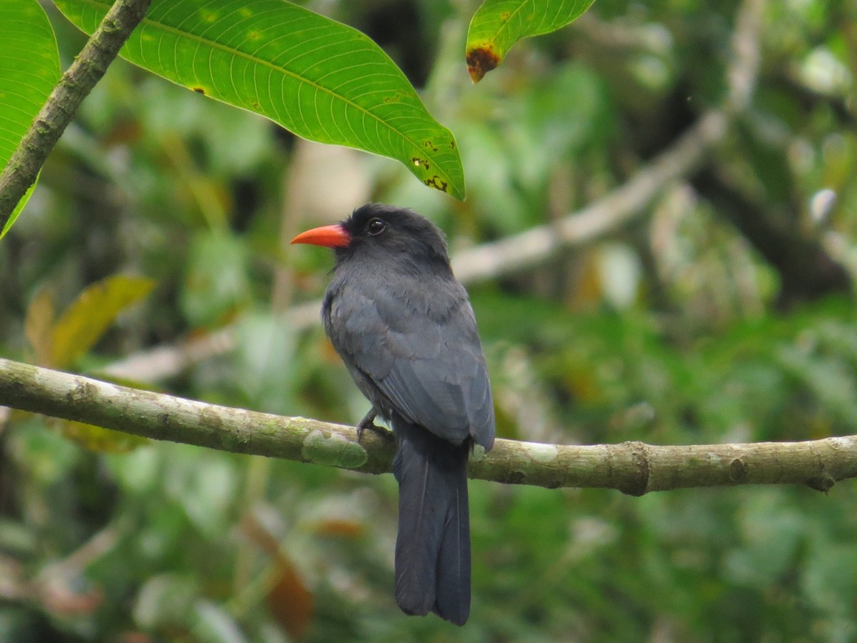 Black-fronted Nunbird - Gabriel Utria - Quetzal Birdwatch