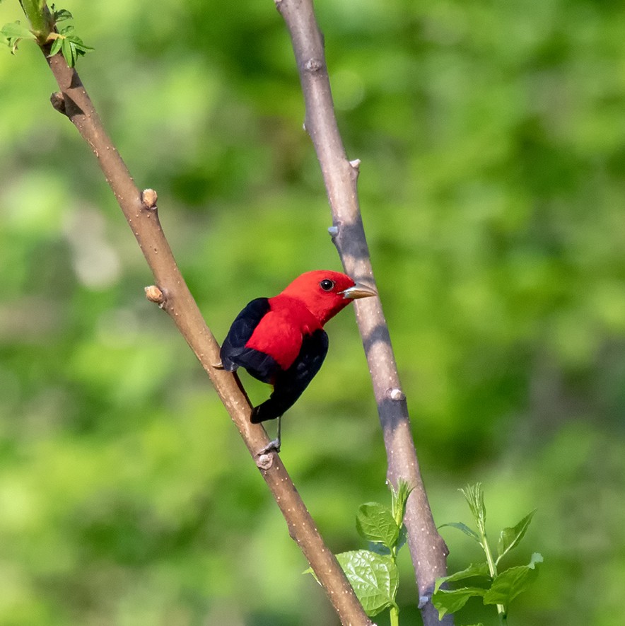 Scarlet Tanager - ML157119031