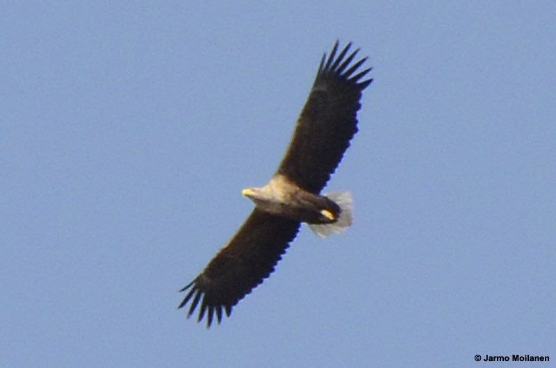 White-tailed Eagle - ML157119151