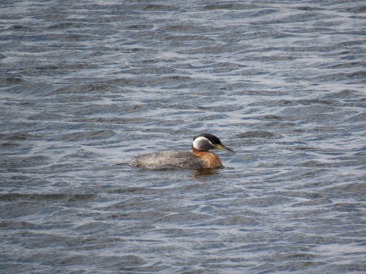 Red-necked Grebe - ML157124831