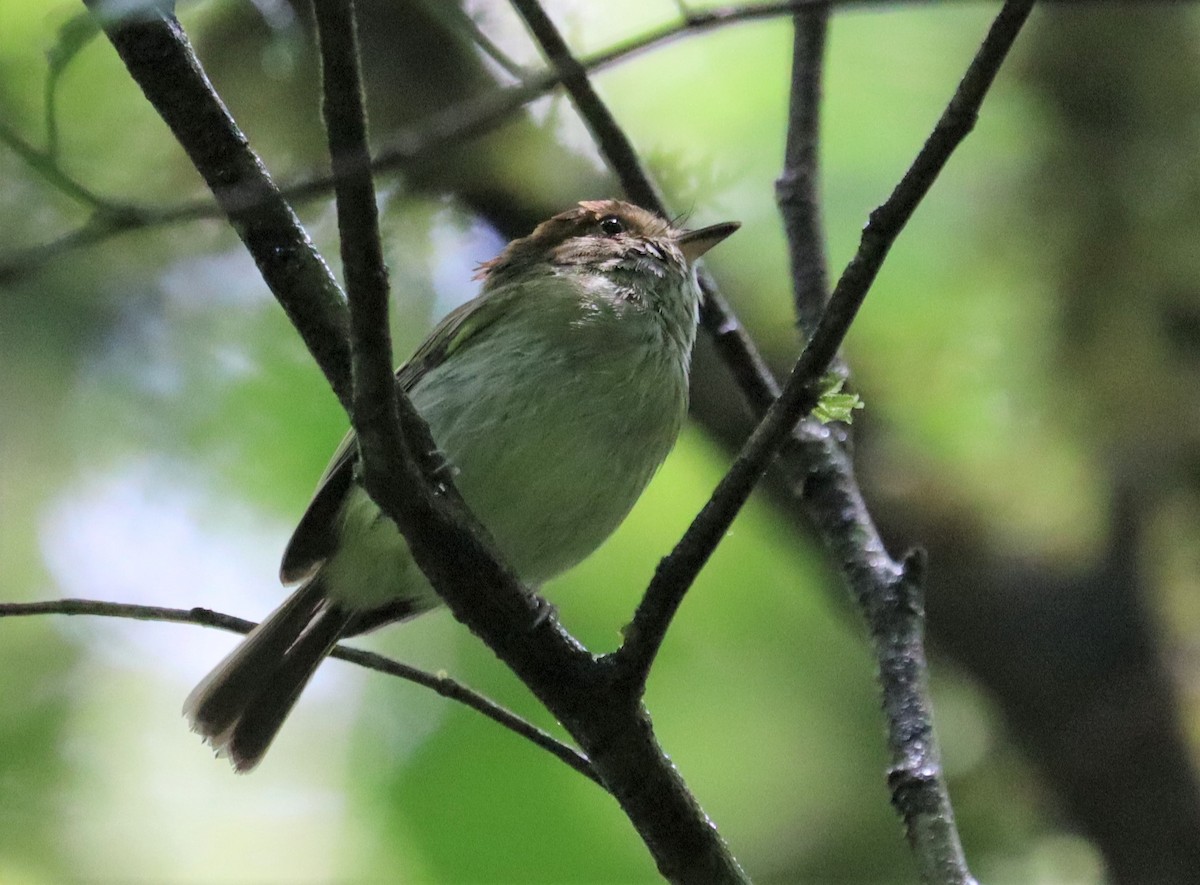 Scale-crested Pygmy-Tyrant - ML157129561