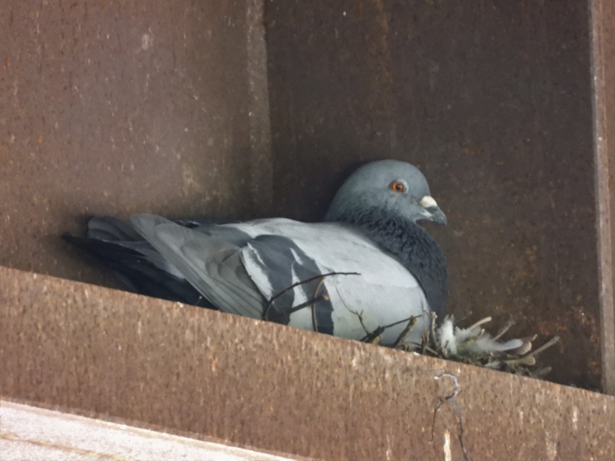 Rock Pigeon (Feral Pigeon) - ML157137671