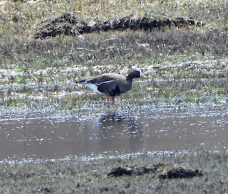 Greater White-fronted Goose, ML157140661