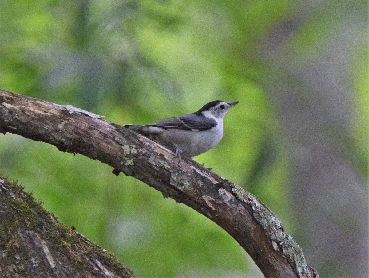 White-breasted Nuthatch - ML157142191