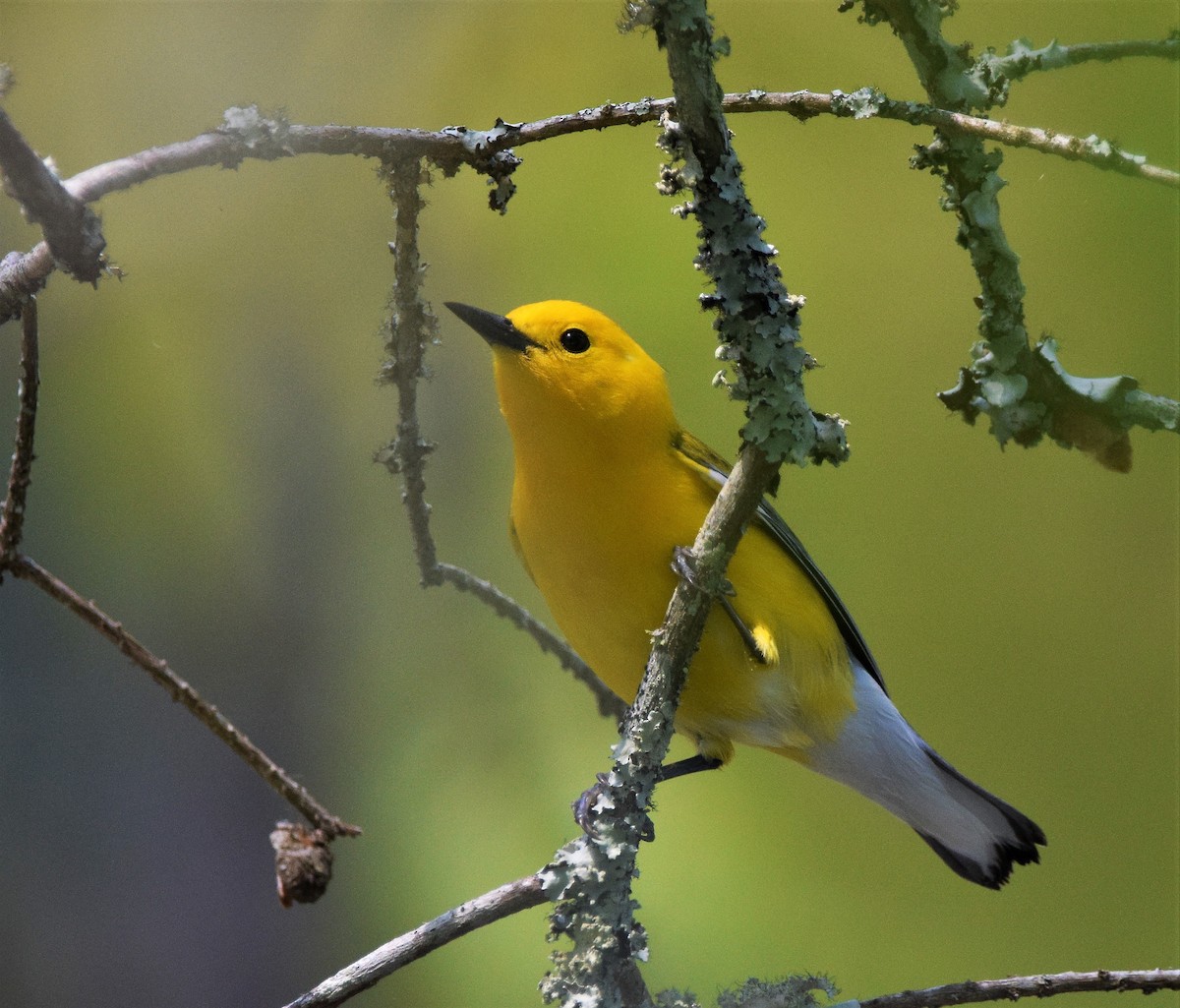 Prothonotary Warbler - ML157143281