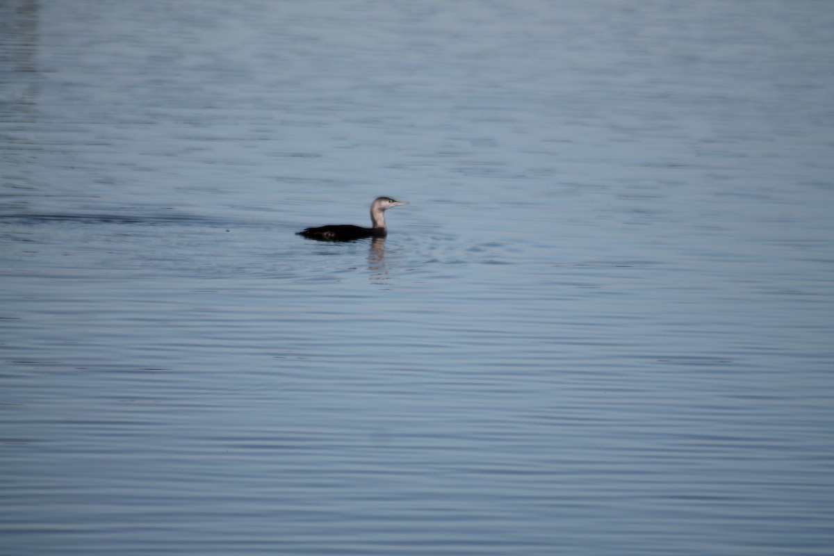 Red-throated Loon - George Dokes