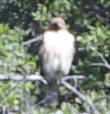 Red-tailed Hawk - ML157147651