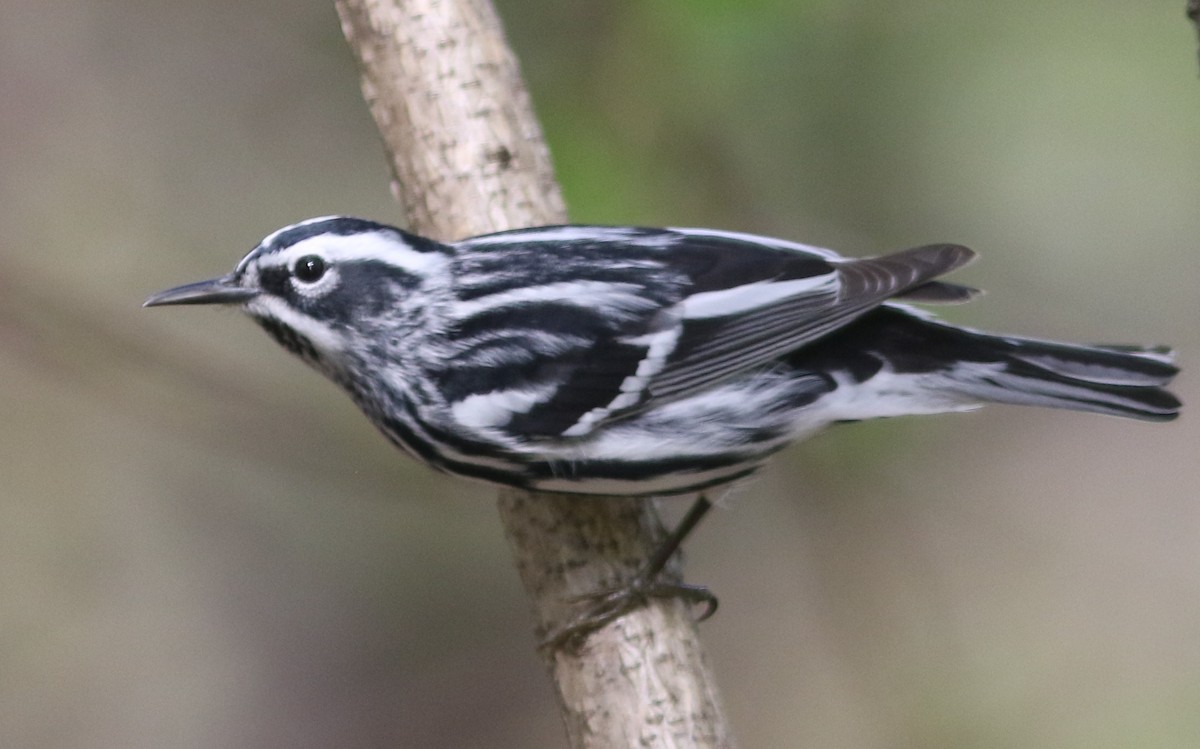 Black-and-white Warbler - Stephen Baird