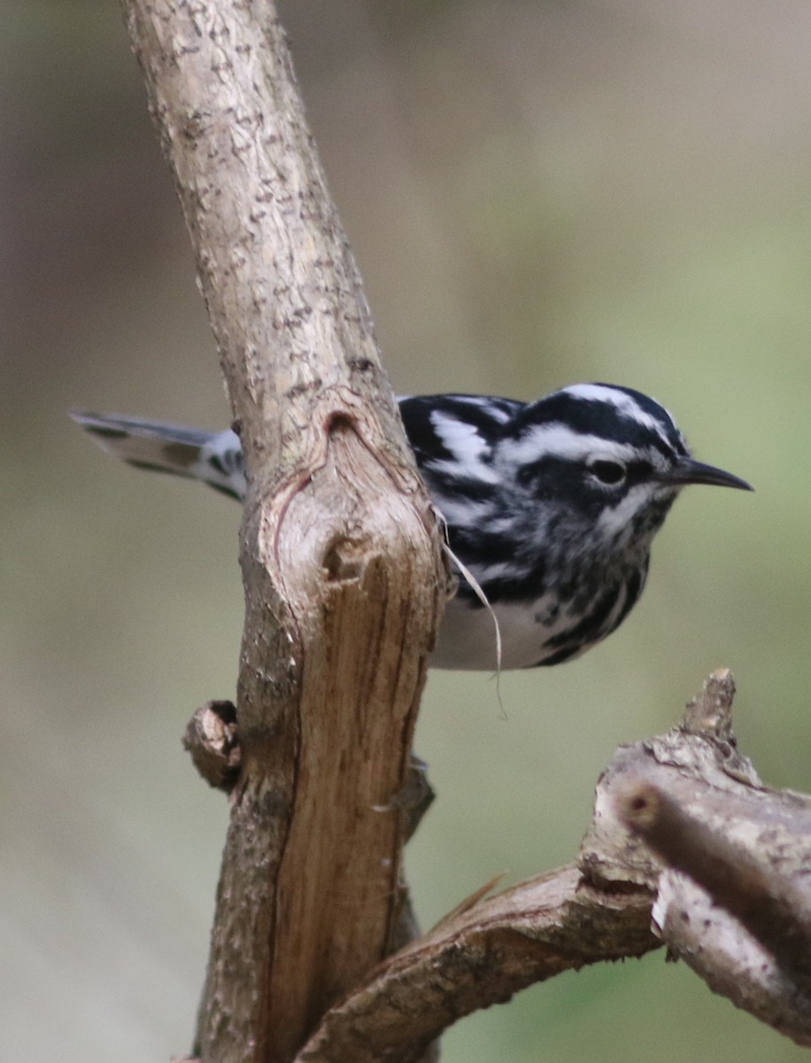 Black-and-white Warbler - ML157148501