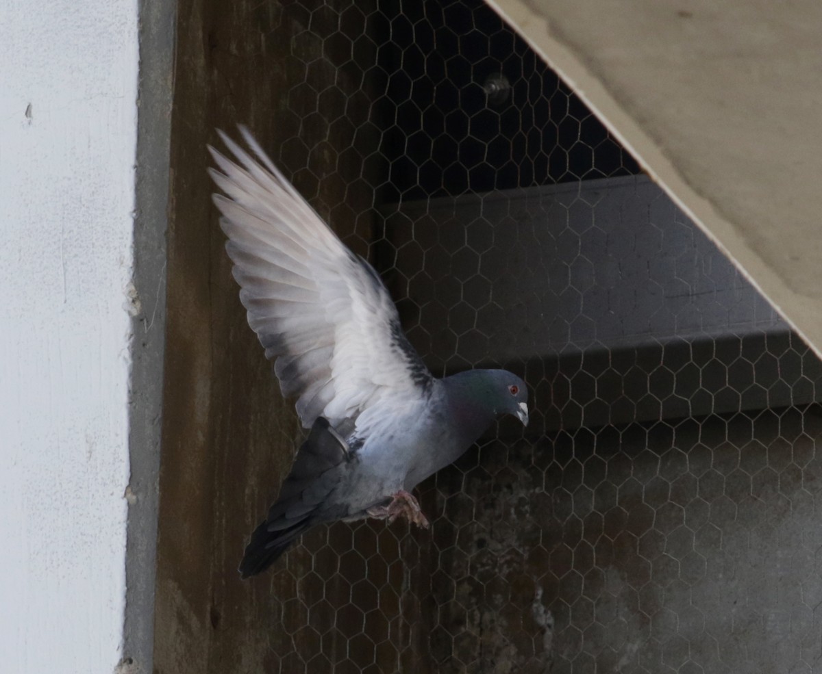 Rock Pigeon (Feral Pigeon) - ML157148511