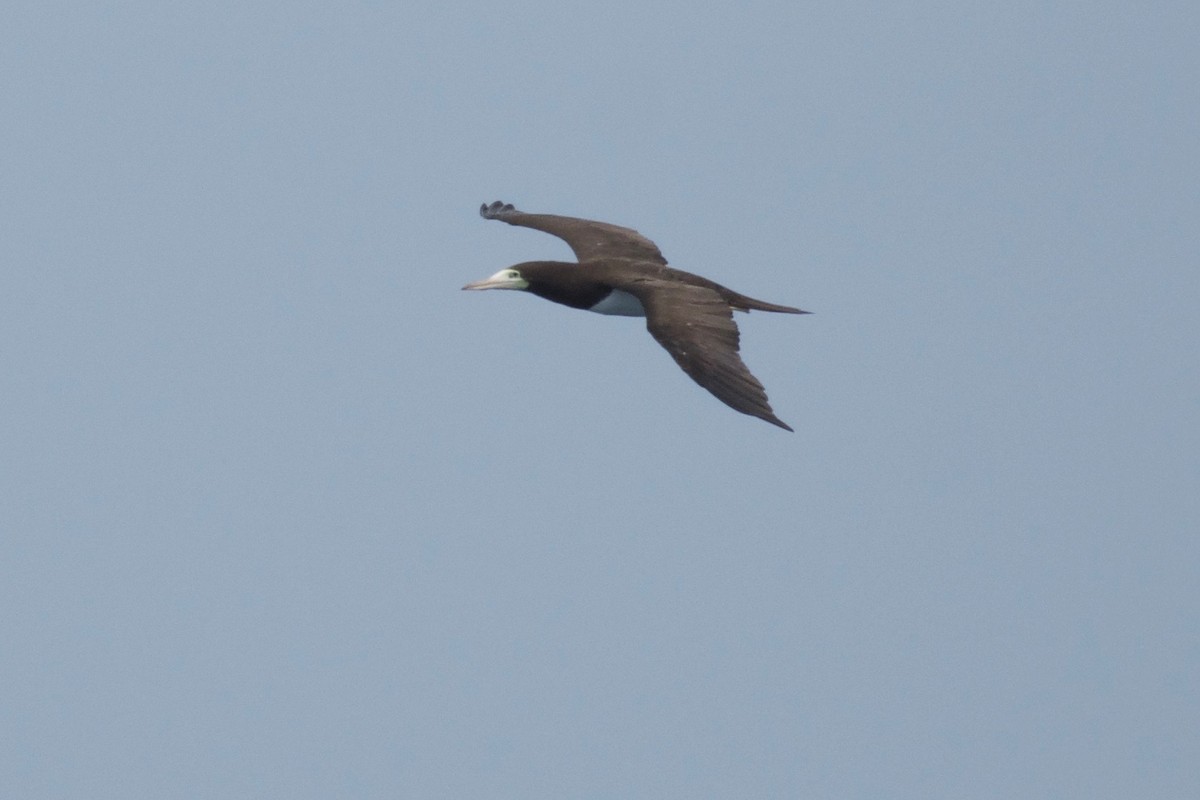 Brown Booby - ML157152001