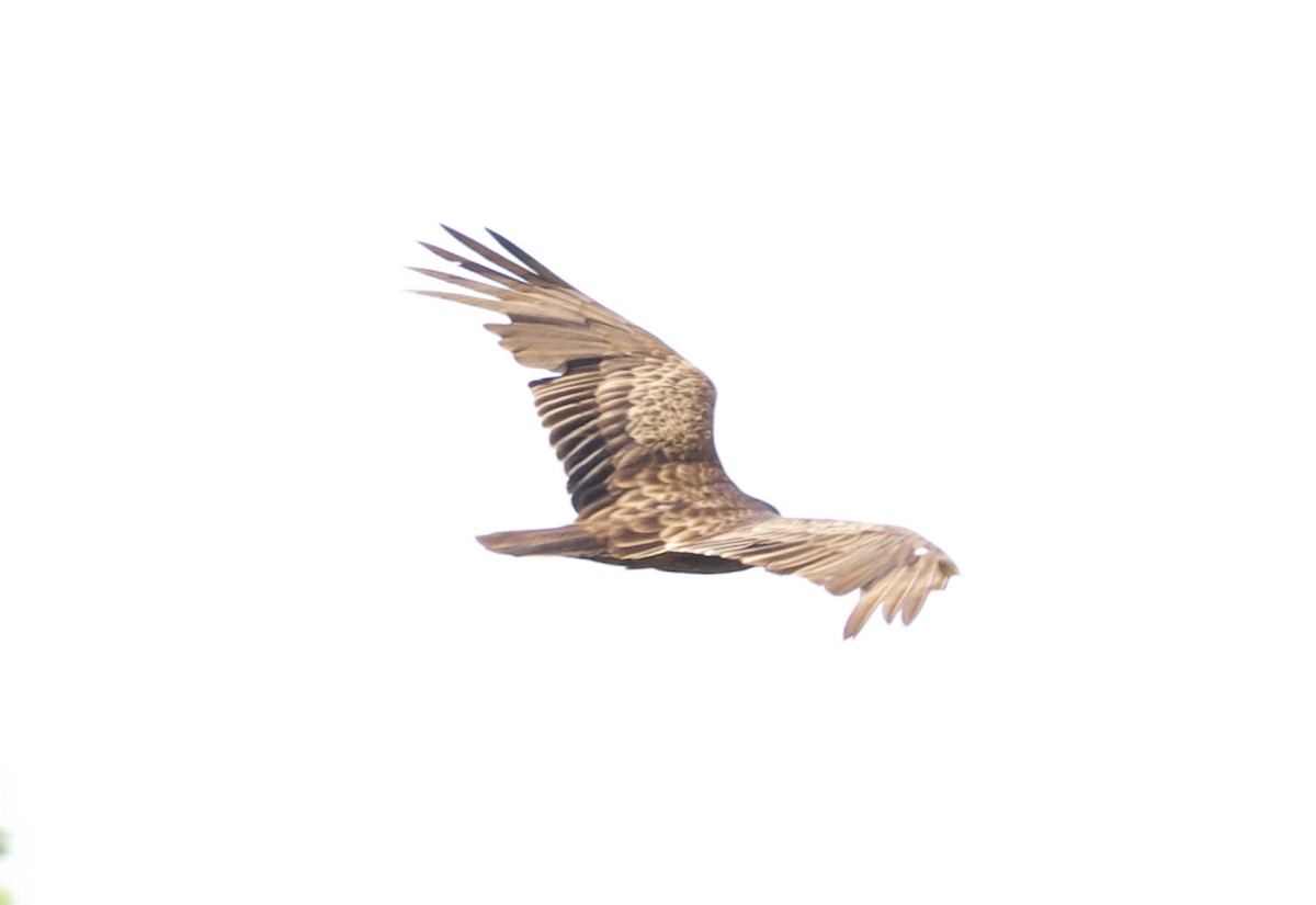 Turkey Vulture - ML157154991