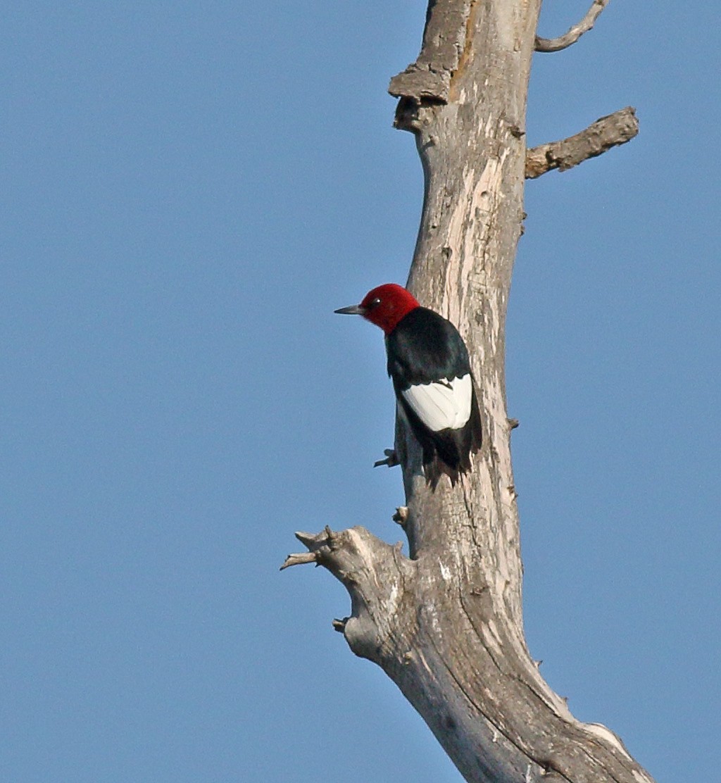 Red-headed Woodpecker - ML157159521