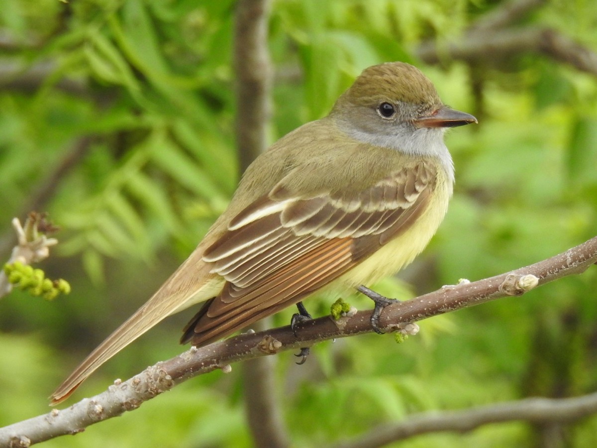 Great Crested Flycatcher - Daron Patterson