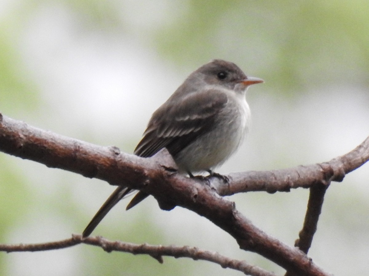 Eastern Wood-Pewee - Daron Patterson
