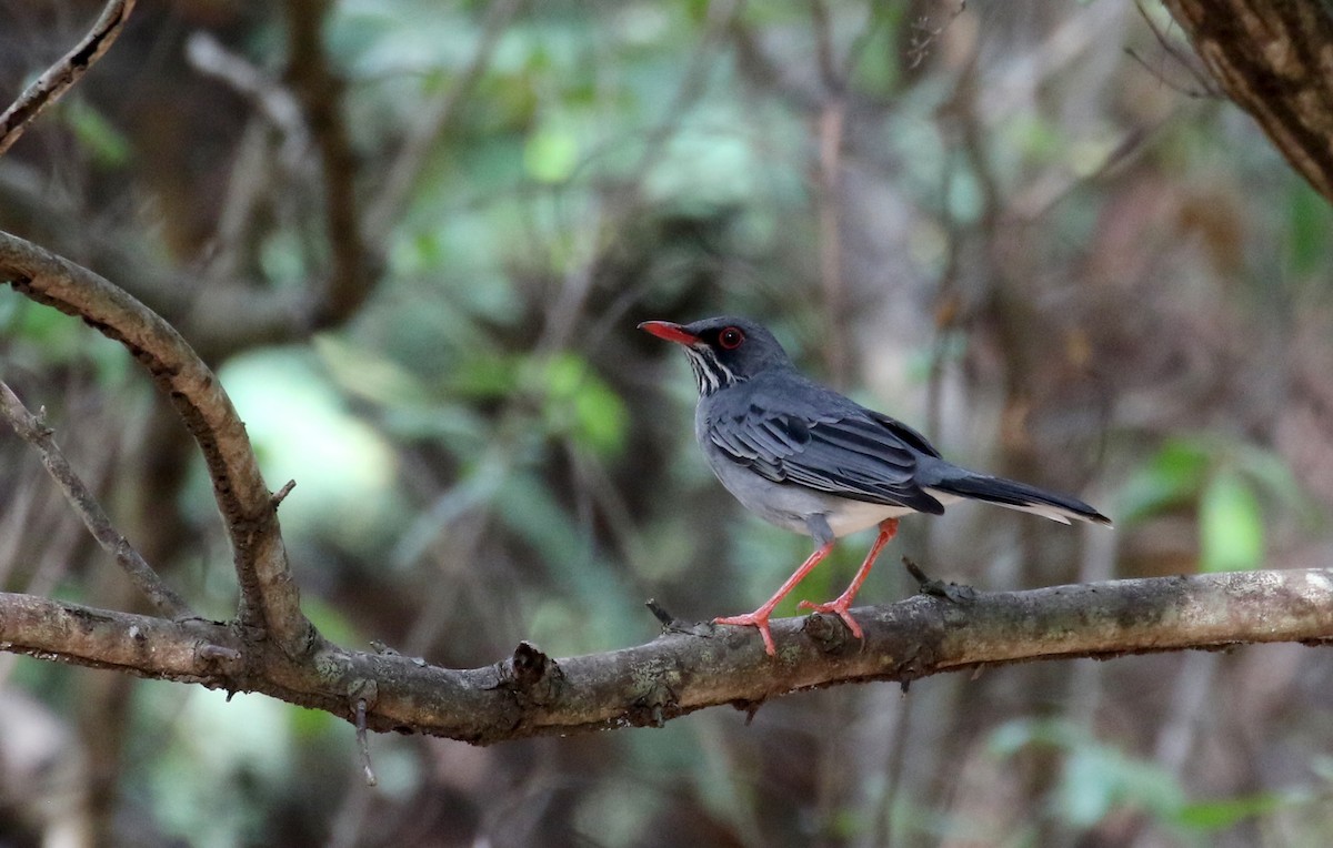 Red-legged Thrush (Antillean) - Jay McGowan