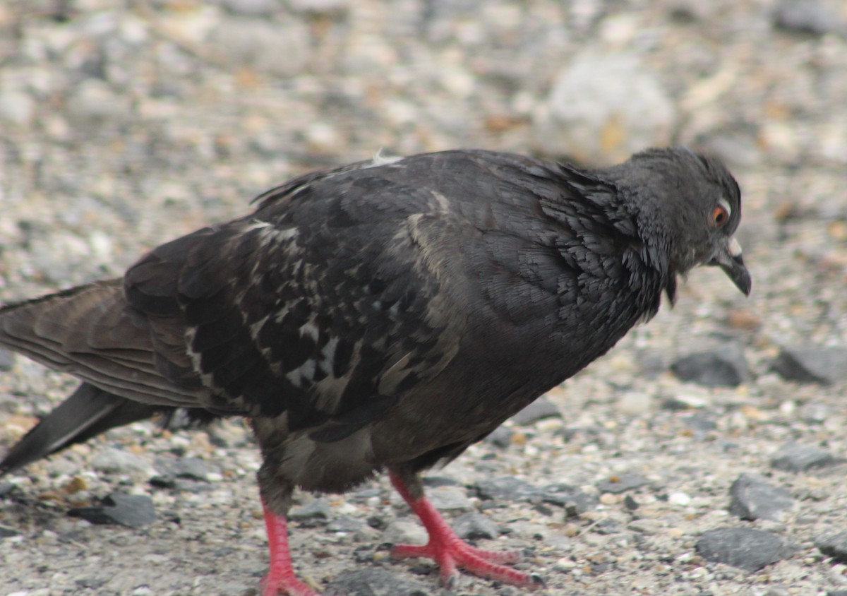 Rock Pigeon (Feral Pigeon) - Mitch Foret