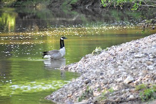 Canada Goose, ML157177011