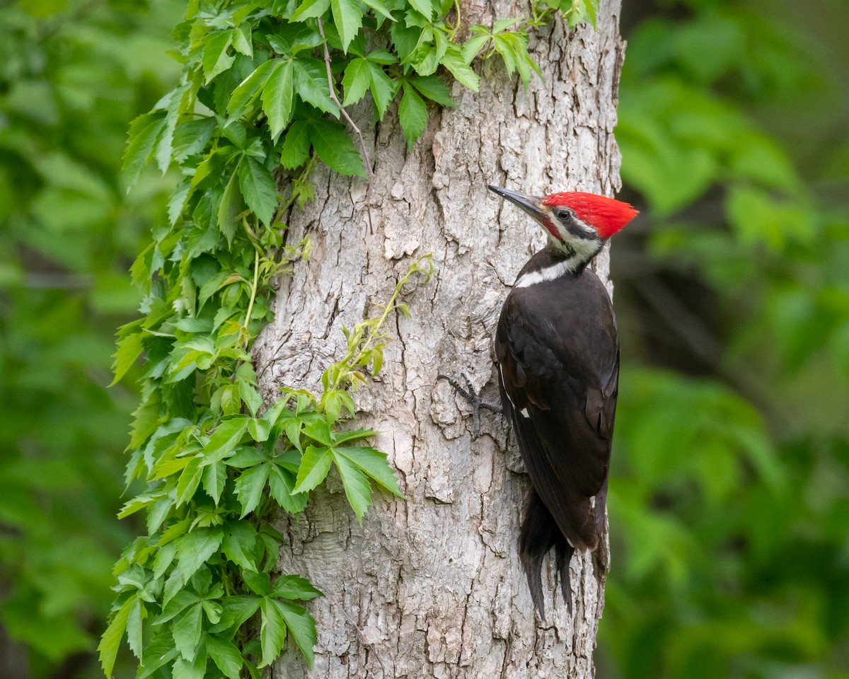 Pileated Woodpecker - Nic Allen