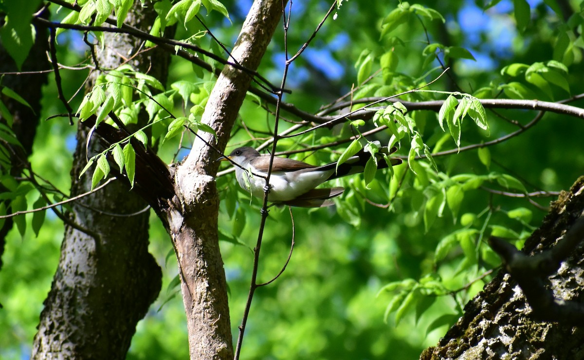 Yellow-billed Cuckoo - Rebekah Holtsclaw