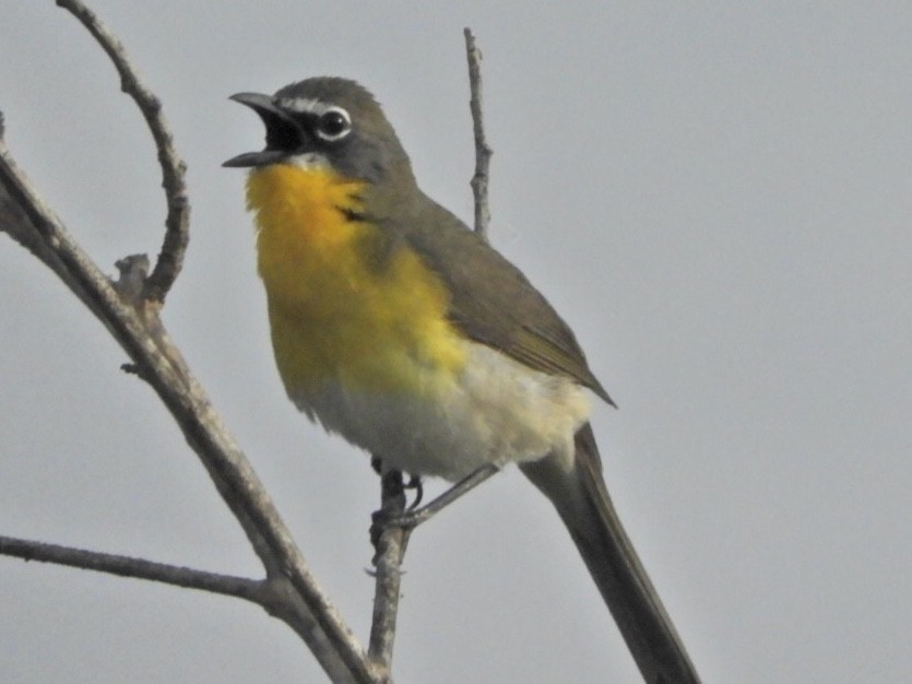 Yellow-breasted Chat - Dan Jehl