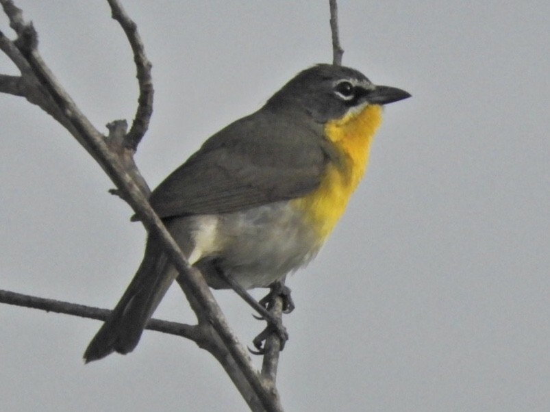 Yellow-breasted Chat - Dan Jehl