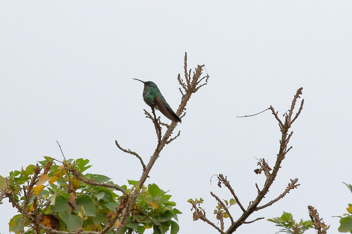 kolibřík tropický - ML157182331
