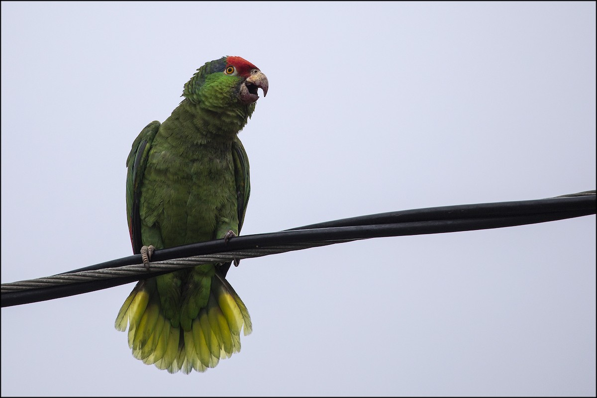 Red-crowned Parrot - Judi Hwa
