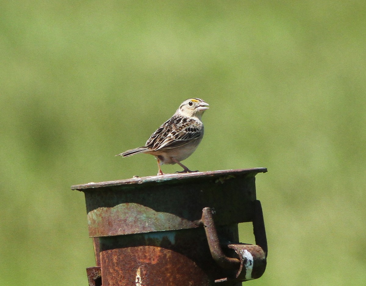Grasshopper Sparrow - ML157191431