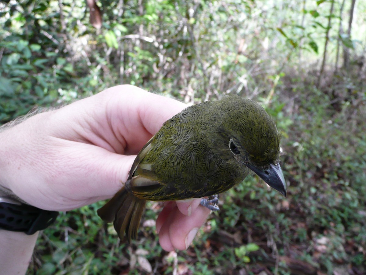 Eastern Olivaceous Flatbill - ML157191581
