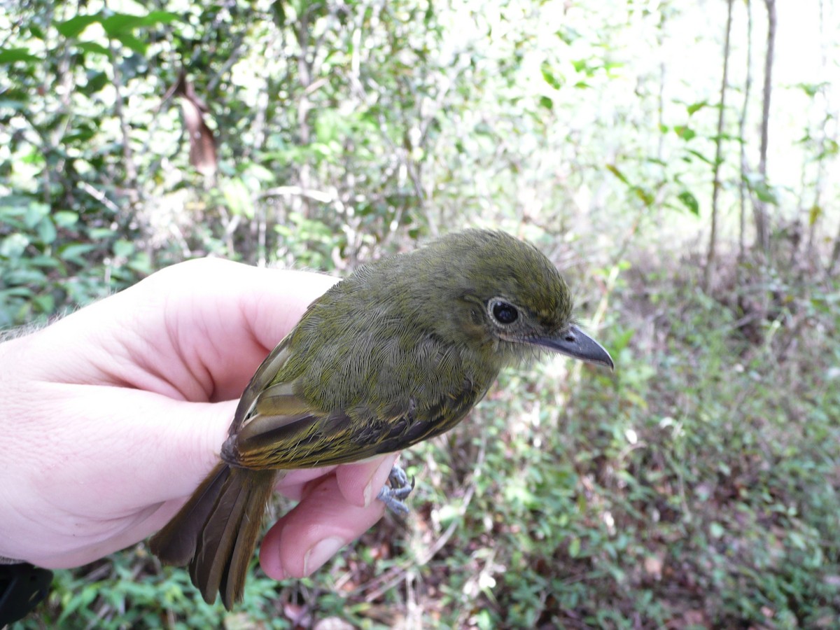 Eastern Olivaceous Flatbill - ML157191681