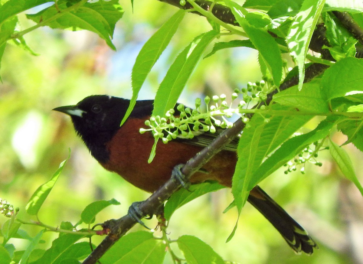 Orchard Oriole - ML157196761