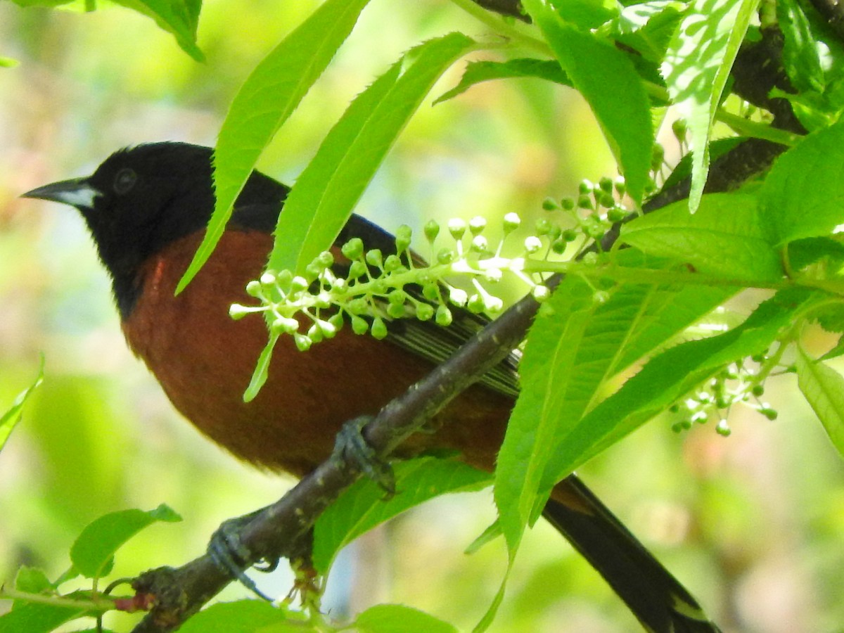 Orchard Oriole - ML157196841