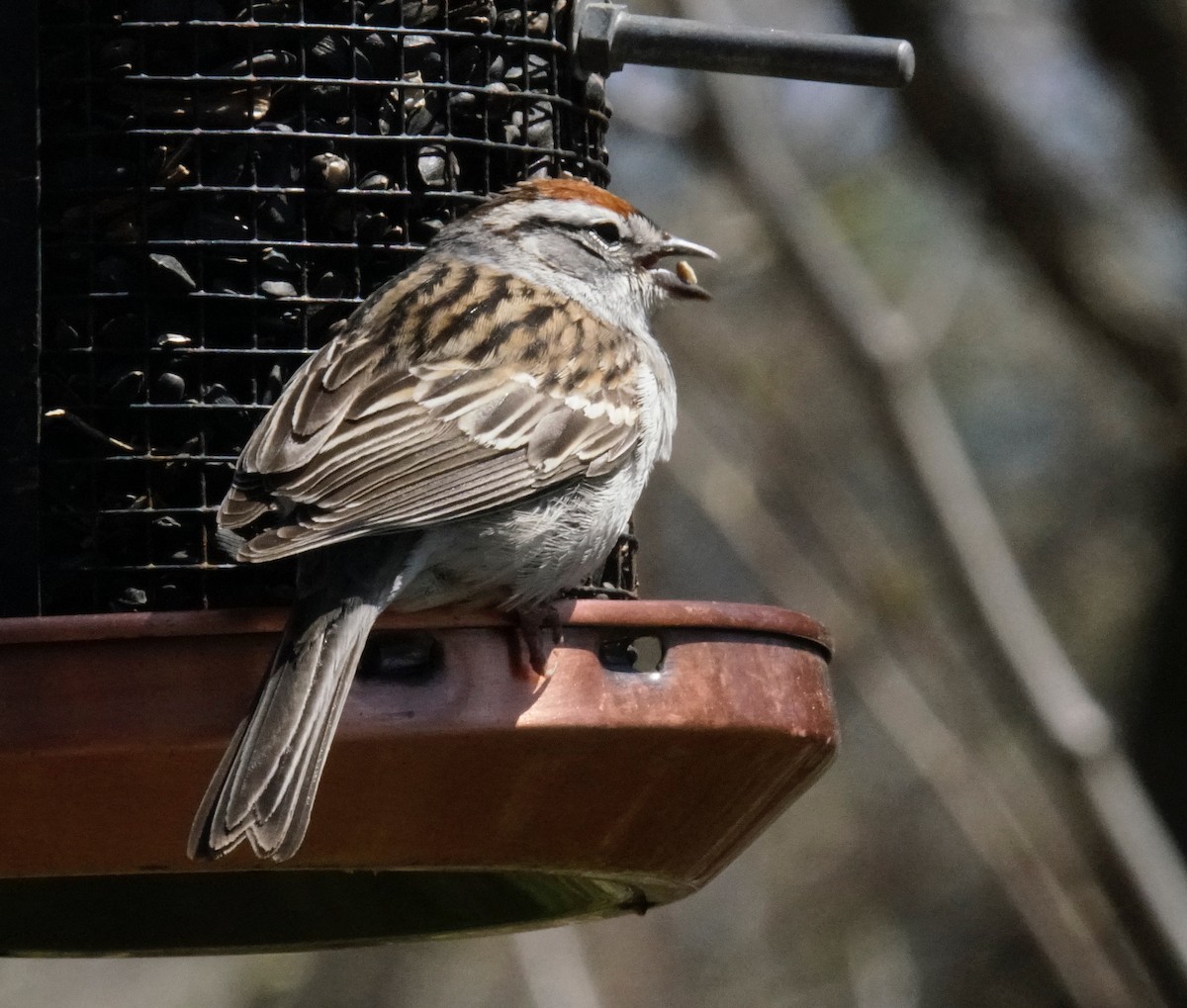 Chipping Sparrow - Bertrand Dumont