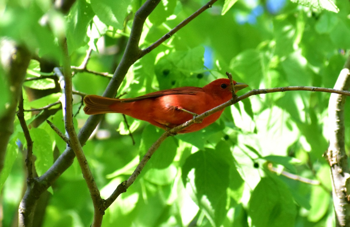 Summer Tanager - Rebekah Holtsclaw