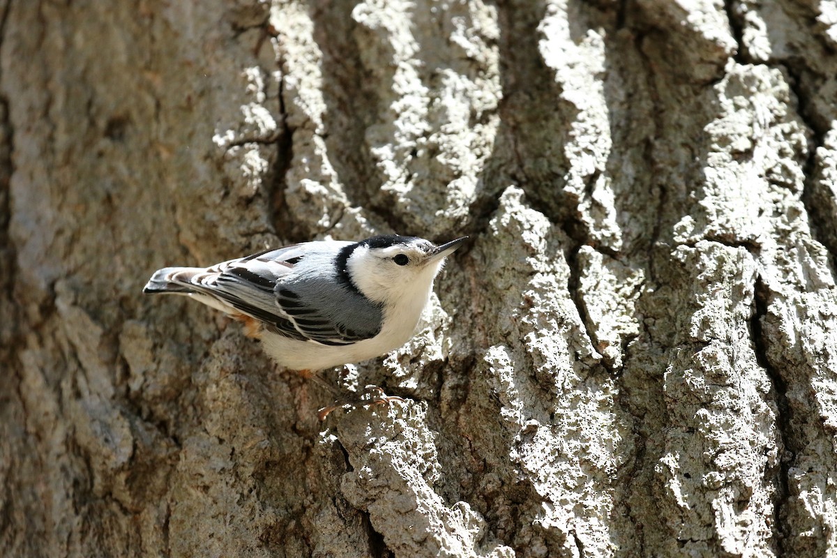 White-breasted Nuthatch - Kyle Gage