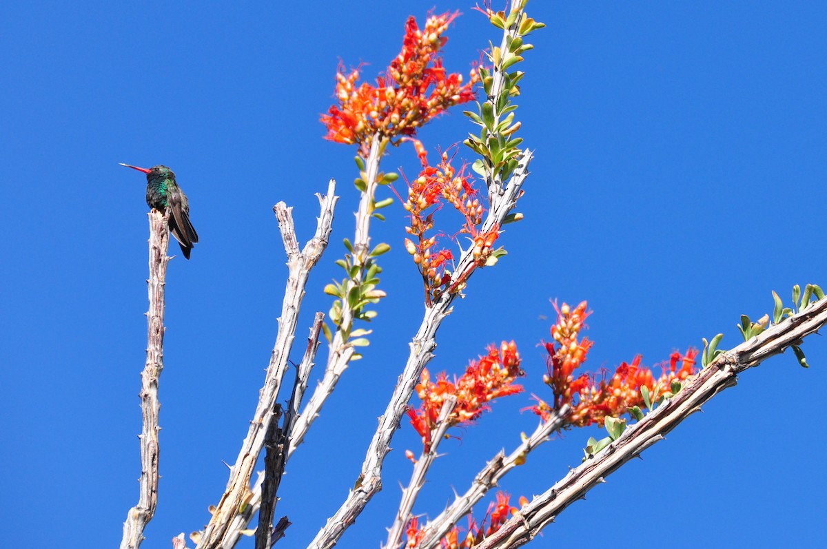 Broad-billed Hummingbird - Nige Hartley