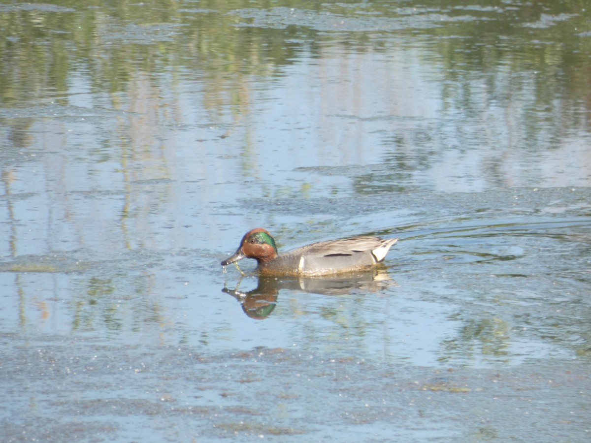 Green-winged Teal - ML157214031