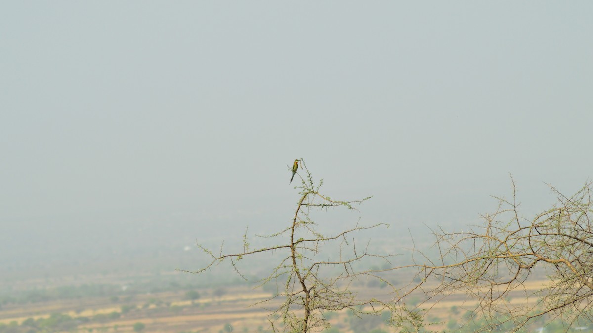 Blue-tailed Bee-eater - ML157214121
