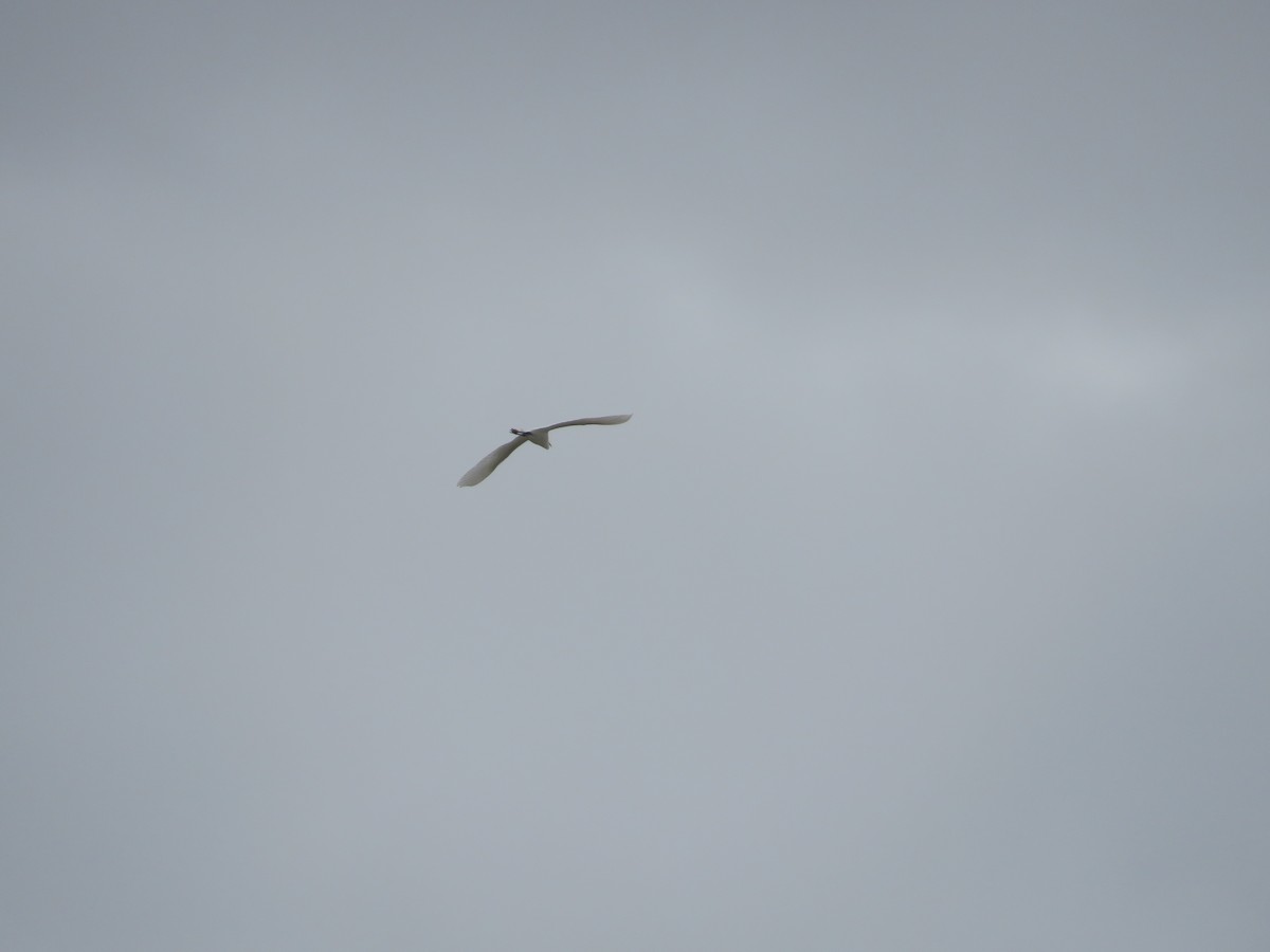 Great Egret - Rodene Harwood