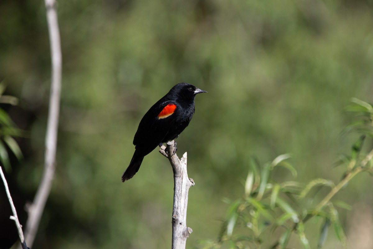 Red-winged Blackbird - Taylor Arnold