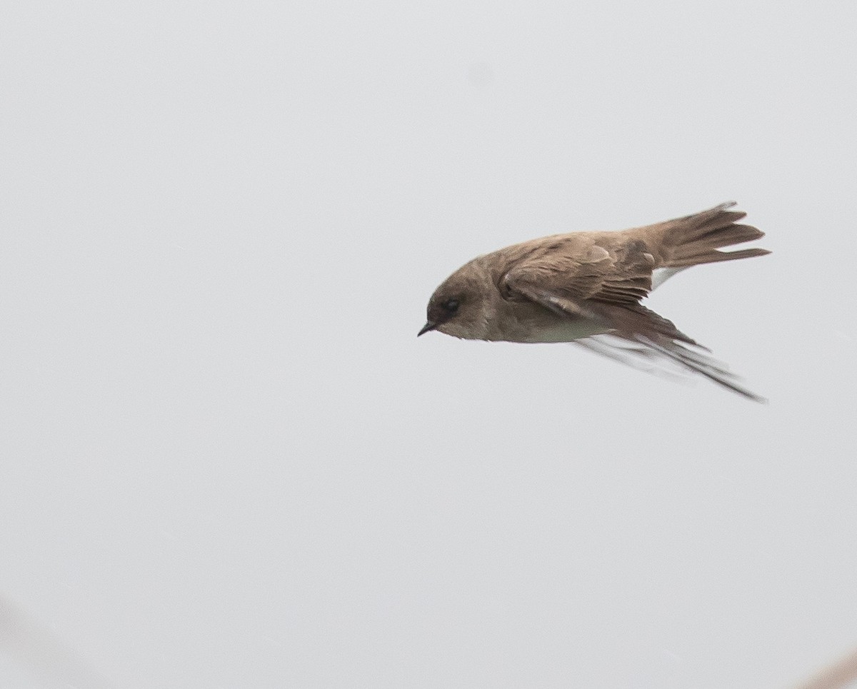 Northern Rough-winged Swallow - Caroline Lambert