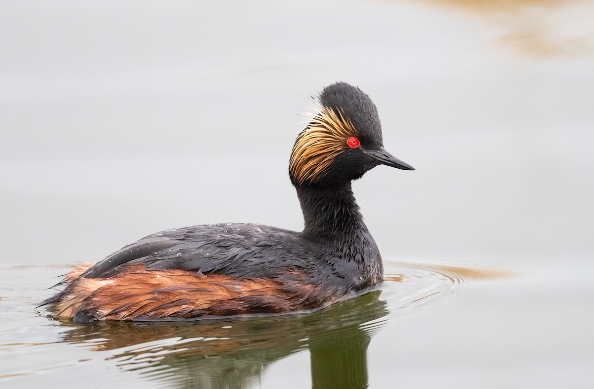 Eared Grebe - Caroline Lambert