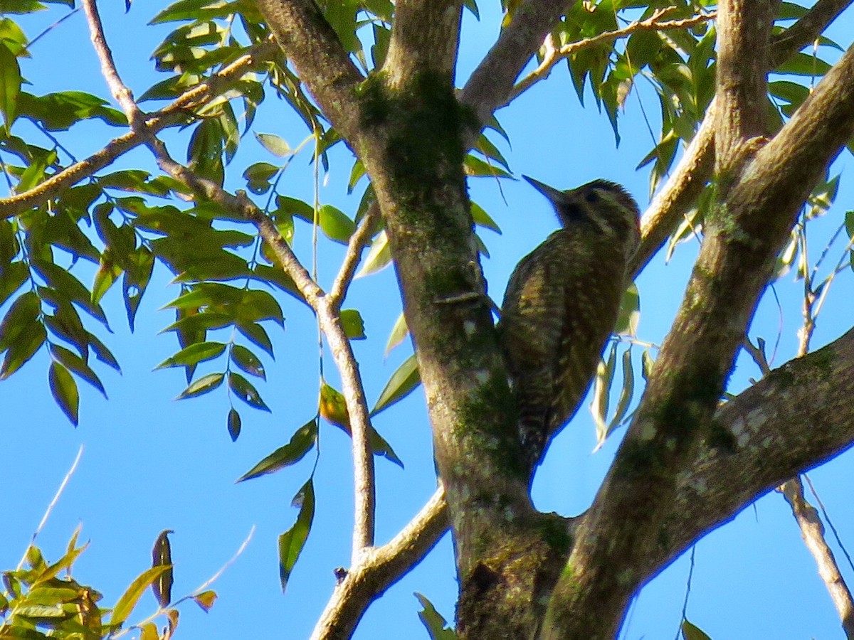 White-spotted Woodpecker - Ines Vasconcelos