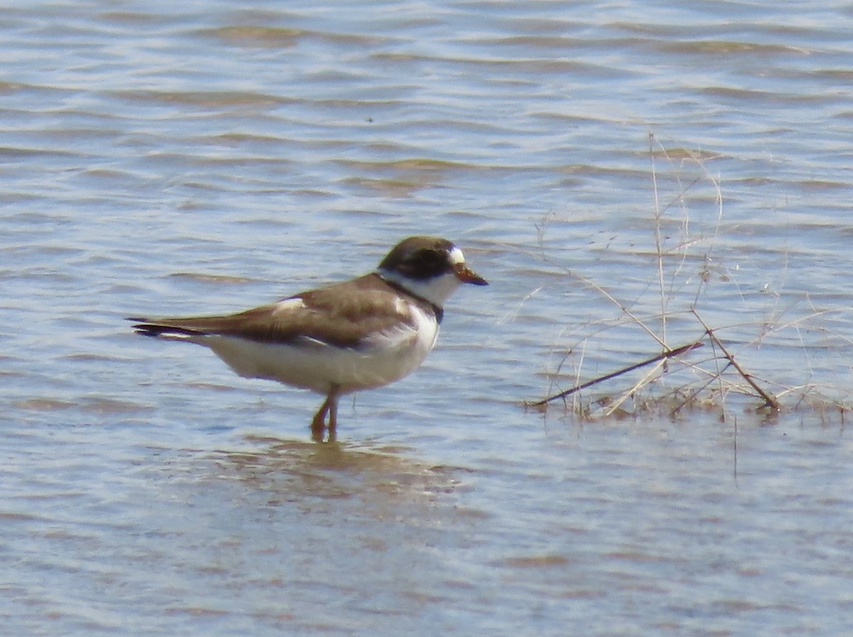 Semipalmated Plover - ML157219441