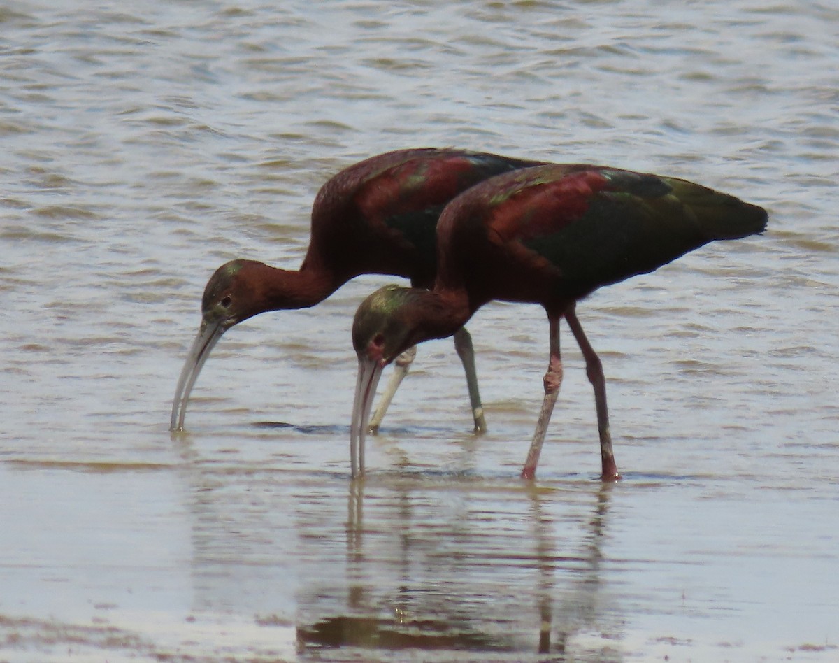 ibis americký - ML157219491