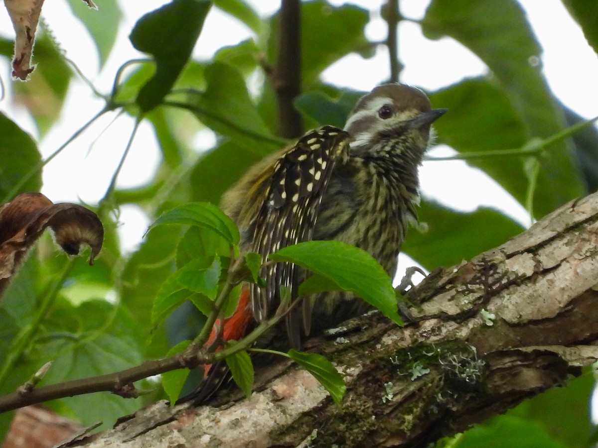 Abyssinian Woodpecker - ML157221801